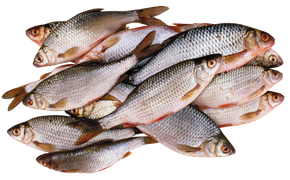 Начало года радует рыбаков