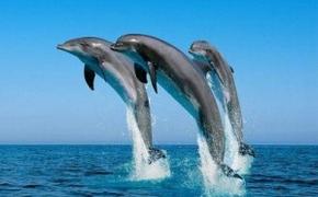 Путешествие дельфинов-нелегалов в Анапу не удалось