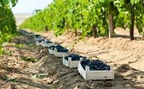 Виноград в Крыму стоит 700 рублей за килограмм
