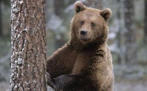 В леса Подмосковья вернулись бурые медведи