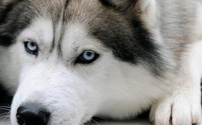 Ученые: Собаки умеют различать злые и веселые лица