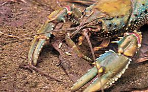 В Астрахани будут выращивать австралийских раков