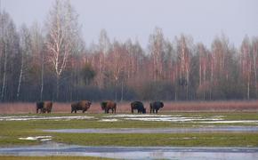 Незаконная вырубка осуществляется в "Орловском полесье"