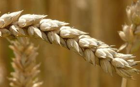 Минсельхоз ожидает в этом году урожай зерна в 100 миллионов тонн