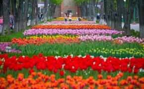 В Крыму стартовал «Парад тюльпанов»