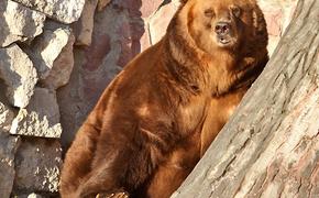 Назойливого медведя в Апатитах пришлось убить