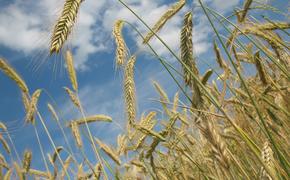 Минсельхоз сообщает о сокращении экспорта пшеницы на 1,5 млн тонн
