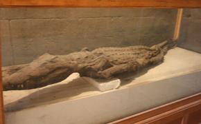Треть древних мумий животных в Египте оказалась подделкой