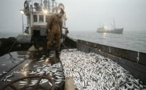 На рыбную отрасль в Керчи выделили сполна