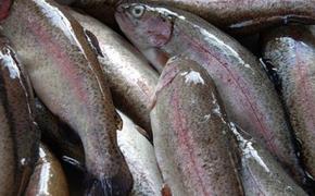 Рыбопитомники по выращиванию семги хотят создать в Мурманской области и Карелии