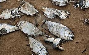 Около полутонны рыбы и мяса уничтожено в апреле в Мурманской области