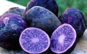 Пензенцев накормят диетической фиолетовой картошкой