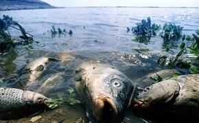 Пензенцы сообщают о массовой гибели рыбы в Суре