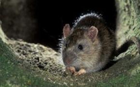 Крысы выживают студентов из общежитий