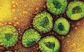 Южнокорейский коронавирус вряд ли попадет в Поволжье