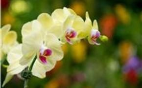 Орхидею назвали именем премьера Таиланда