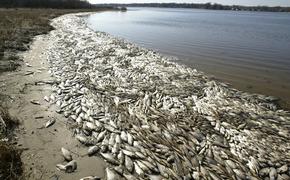 Рыба в Белинском вымерла из-за сброса сточных вод