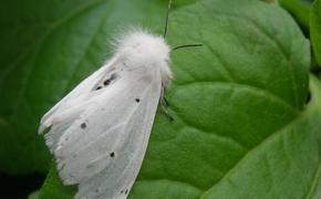 Американская белая бабочка обнаружена в Курской области