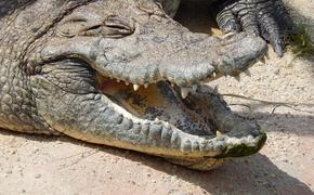 Индиец "починил" яму на дороге здоровенным крокодилом
