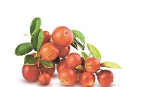 Клюкву и землянику будут выращивать в промышленных масштабах