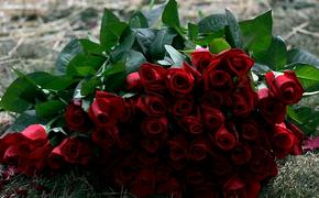 Более шести миллионов роз ежегодно будут выращивать в Курской области