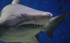 В Южной Африке дайверов атаковала гигантская акула-людоед