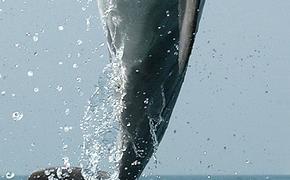 Дельфин сломал ноги жительнице Калифорнии