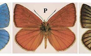 Рыжая «дочь» синего и зелёного