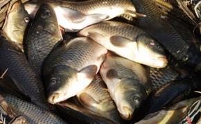Липецкие власти к 2020 году наметили увеличить объемы производства рыбы