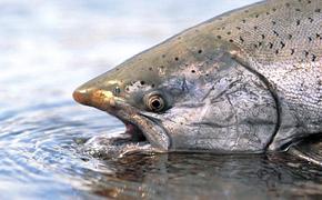 Наши рыбаки поймали 2,5 млн тонн рыбы