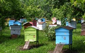 Искусанные пчелами соседи добились сокращения пасеки