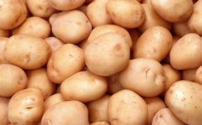 Крупный проект по картофелеводству будет запущен под Пензой