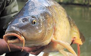 Учёные вывели карпа-бабочку