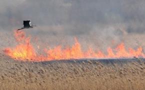 Под Керчью огонь уничтожил 300 га природоохранной зоны