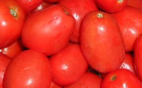 200 кг санкционных томатов сожгли в печи