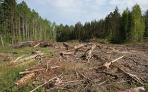 Незаконная вырубка лесов в Крыму обошлась в 170 миллионов рублей