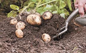 Главное в жизни картофеля – вовремя и правильно быть убранным на хранение