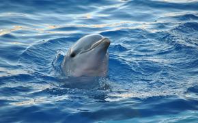 В Луизиане нашли редчайшего розового дельфина ФОТО