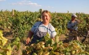 Украинские виноделы возмущены незаконной блокадой Крыма