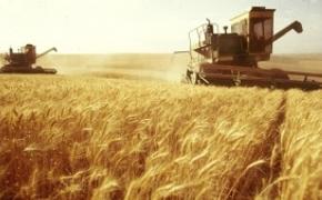 Крым перевыполнил «зерновой план»