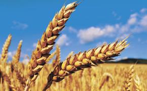 Пшеничная революция