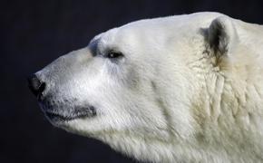 Всемирный фонд дикой природы оправдал расстрел медведя на Чукотке