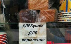 В Севастополе нашли применение черствому хлебу