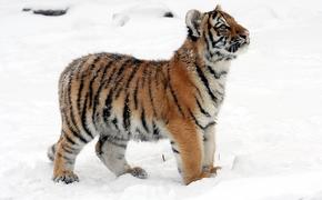 Новорожденным тигрятам в сочинском зоопарке нашли приёмную маму вместо тигрицы