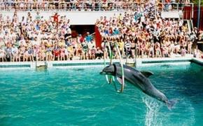 Ялтинский дельфинарий впервые не закроется на зиму