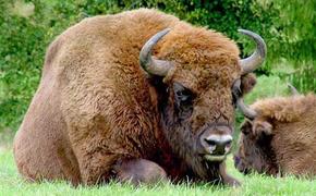 Смолянам предлагают «усыновить» зубров