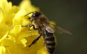Парламентарии заинтересованы сохранить бурзянскую пчелу