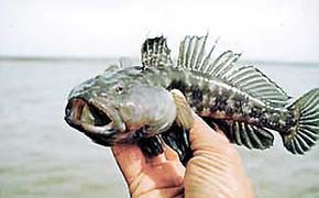 Москва и Киев поделили азовских бычков, тюльку и хамсу