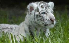 В ялтинском зоопарке погиб еще один тигренок