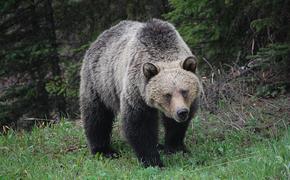В Приморье обнаружили более 500 частей тел медведей
